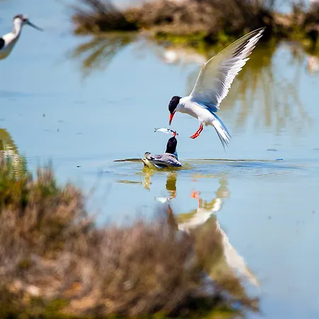 Milady * 로솔리나 마레