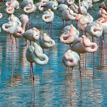 Milady * ロゾリーナ・マーレ