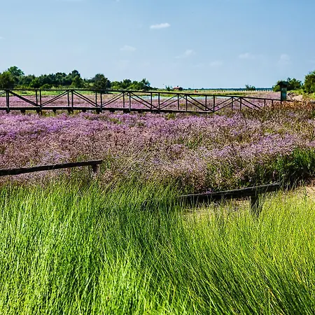 Milady 로솔리나 마레