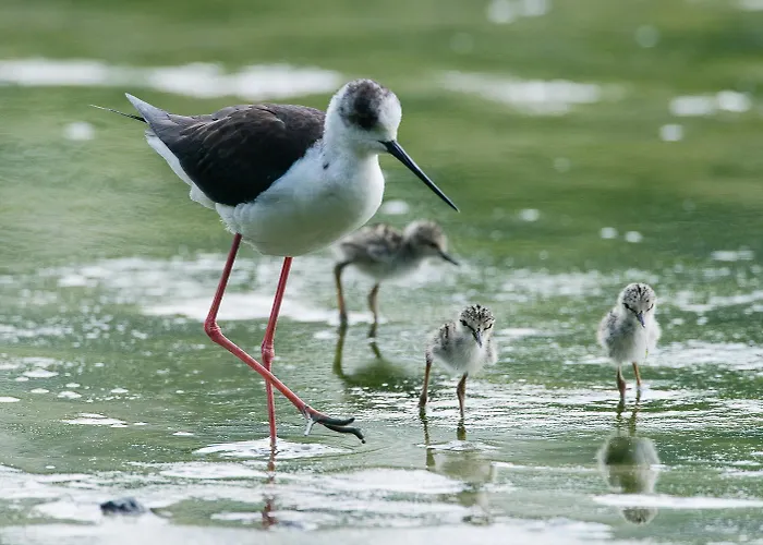 Milady * روسولينا ماري