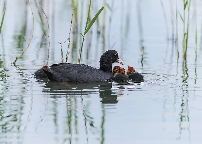 Milady فيلة روسولينا ماري