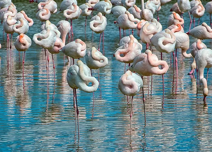 Milady * روسولينا ماري