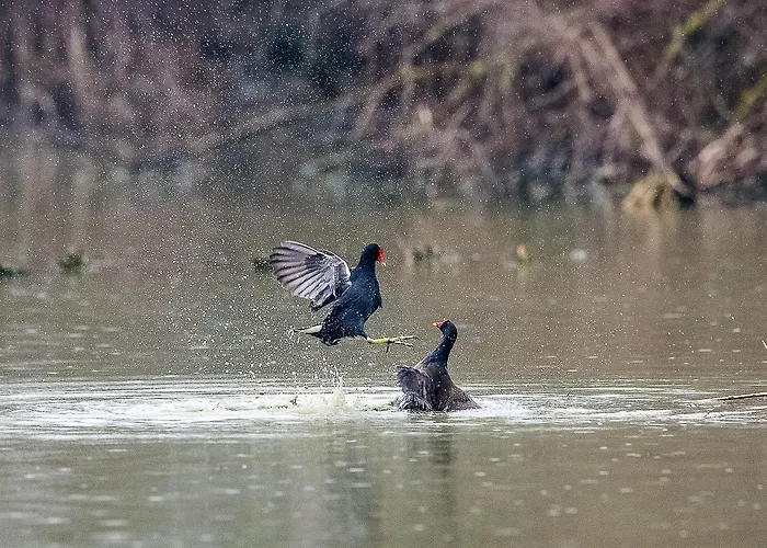 Milady Villa Rosolina Mare