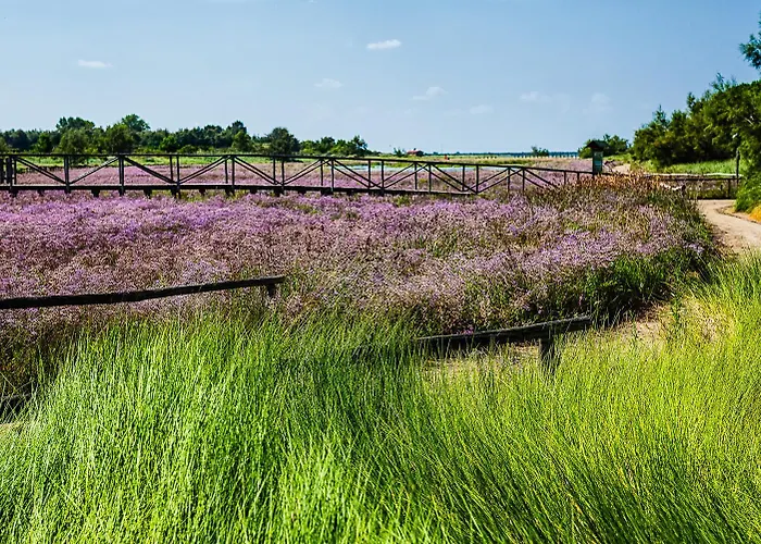 Milady Rosolina Mare