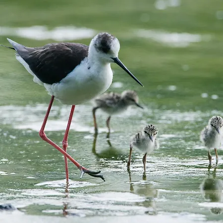 Milady * Rosolina Mare