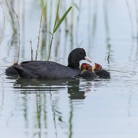 Milady Villa Rosolina Mare