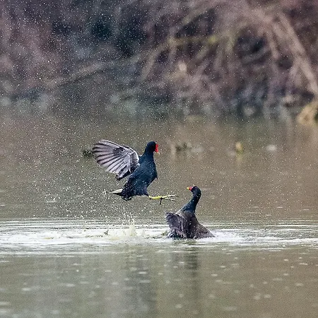 Milady Villa Rosolina Mare