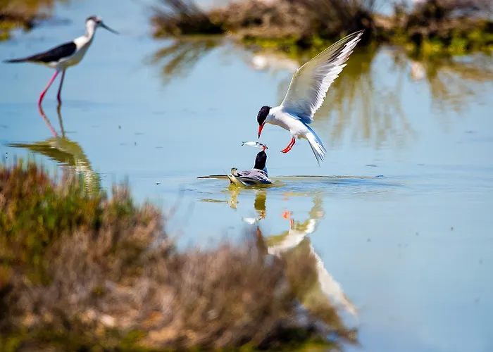 Milady * Rosolina Mare